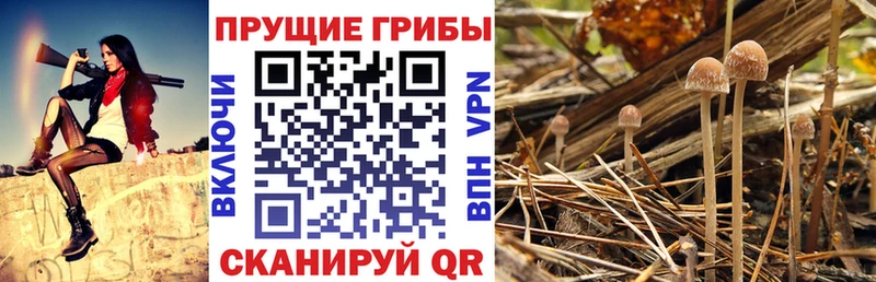 MEGA сайт  Дербент  Псилоцибиновые грибы мицелий 